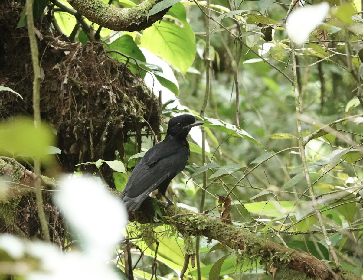 Bare-necked Umbrellabird - ML622939147