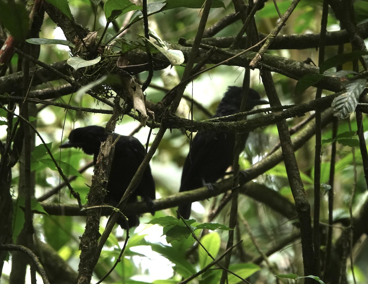 Bare-necked Umbrellabird - ML622939148