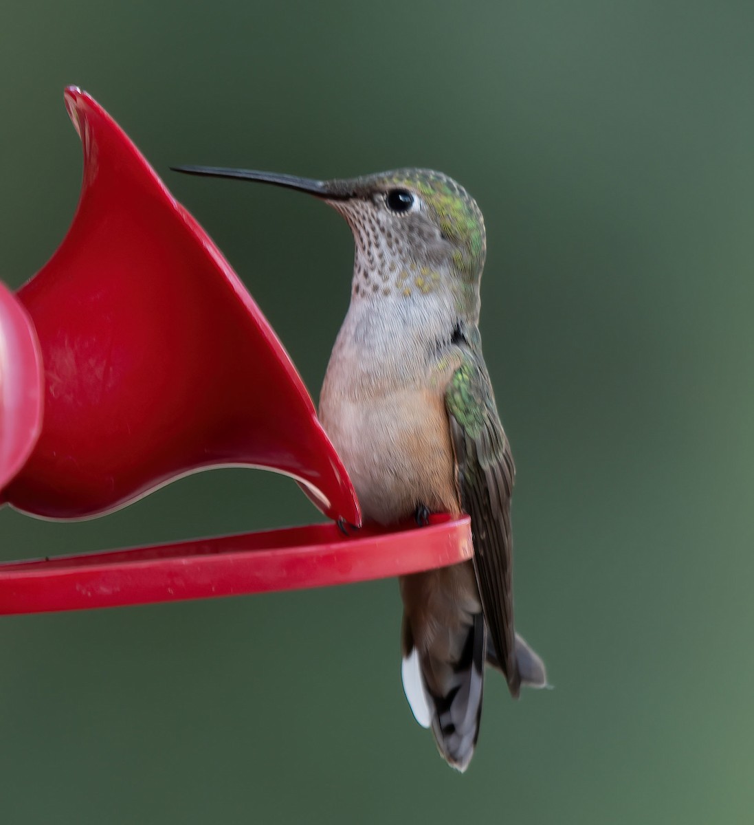 Broad-tailed Hummingbird - Gordon Karre