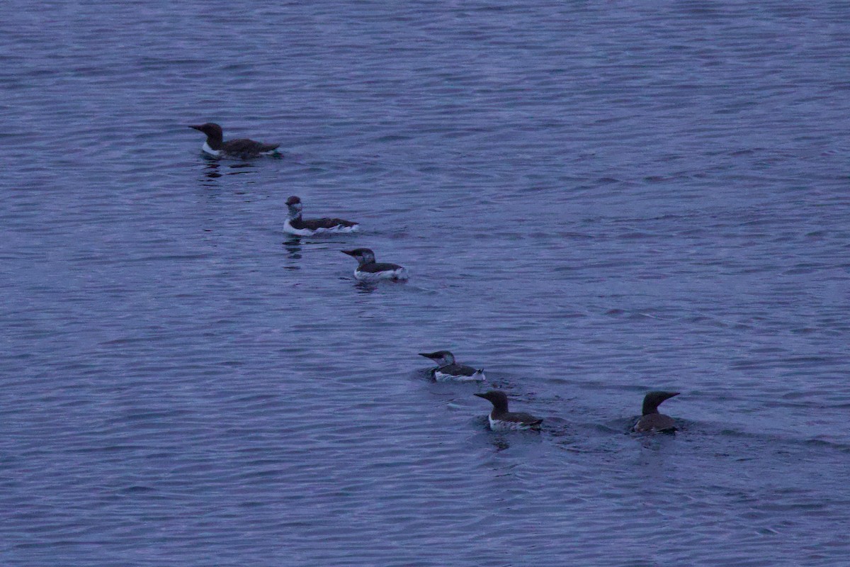 Common Murre - ML622939177