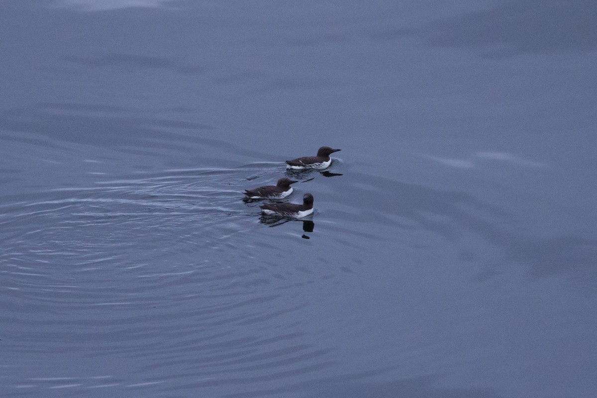 Common Murre - ML622939181