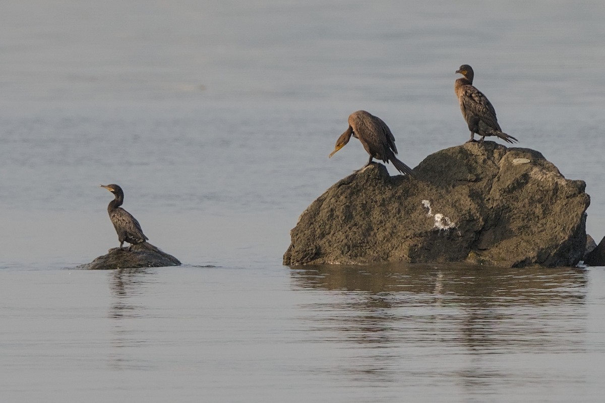 Neotropic Cormorant - ML622939194