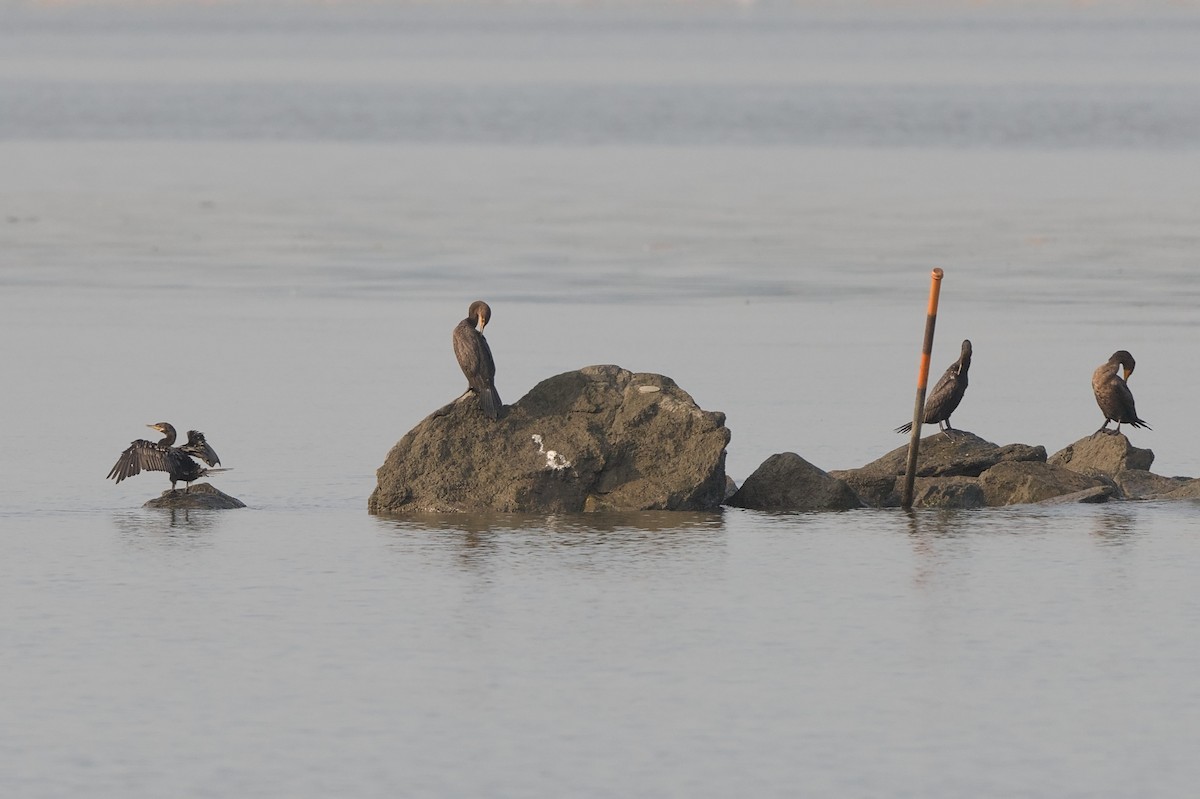 Neotropic Cormorant - ML622939195