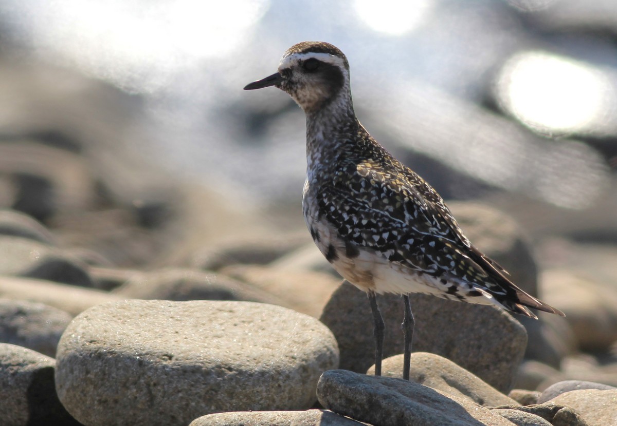 American Golden-Plover - ML622939206