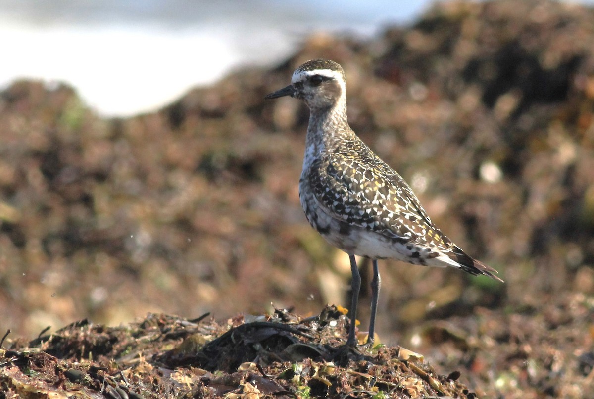 American Golden-Plover - ML622939212