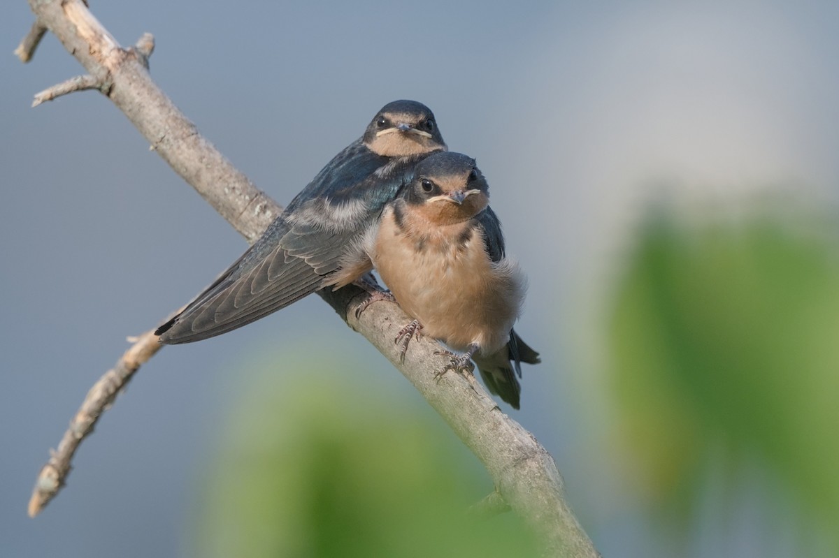 Barn Swallow - ML622939216