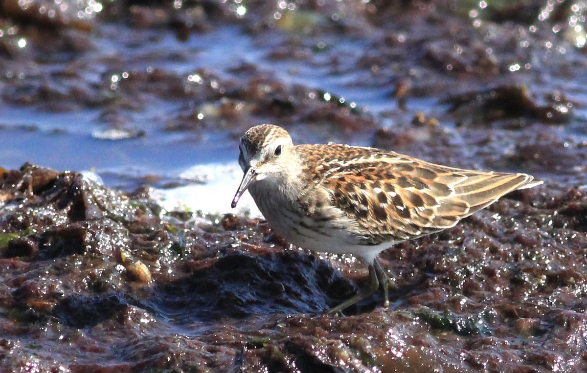 Least Sandpiper - ML622939217