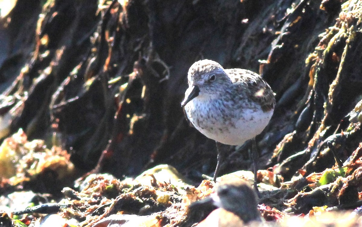 Semipalmated Sandpiper - ML622939221