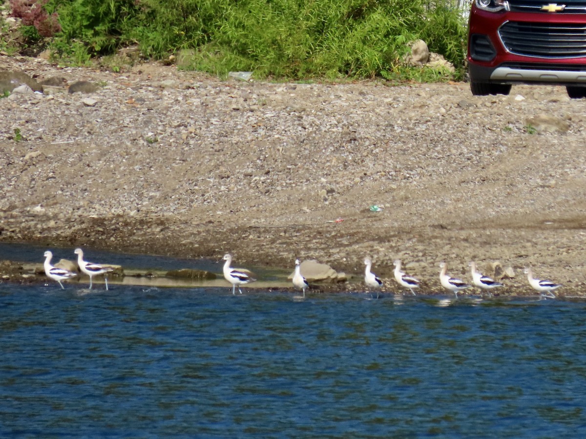 American Avocet - ML622939249