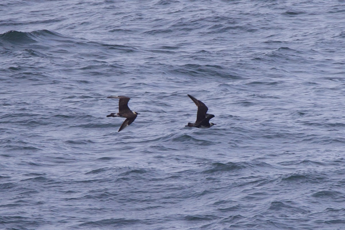 Pomarine Jaeger - ML622939298