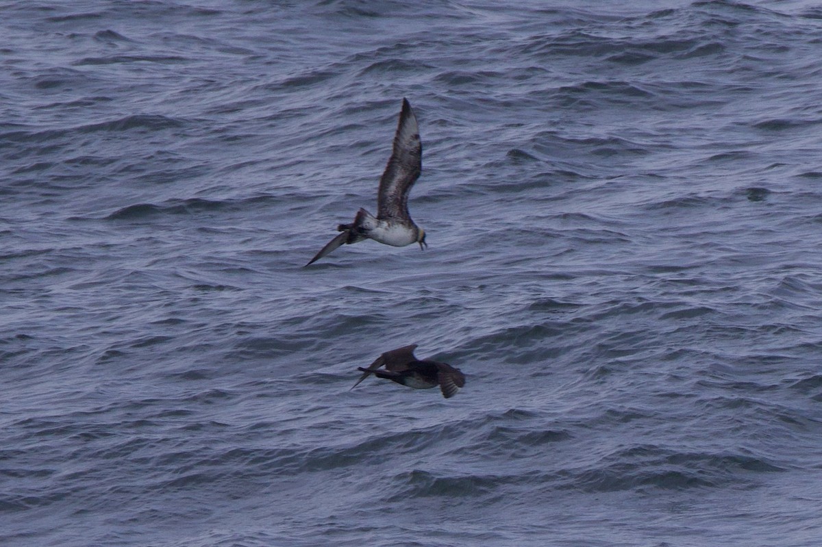 Pomarine Jaeger - ML622939300