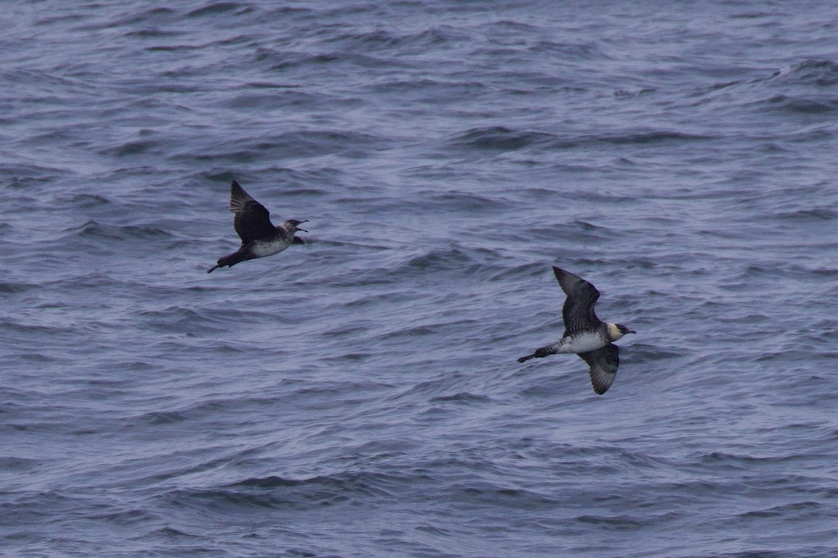 Pomarine Jaeger - ML622939306