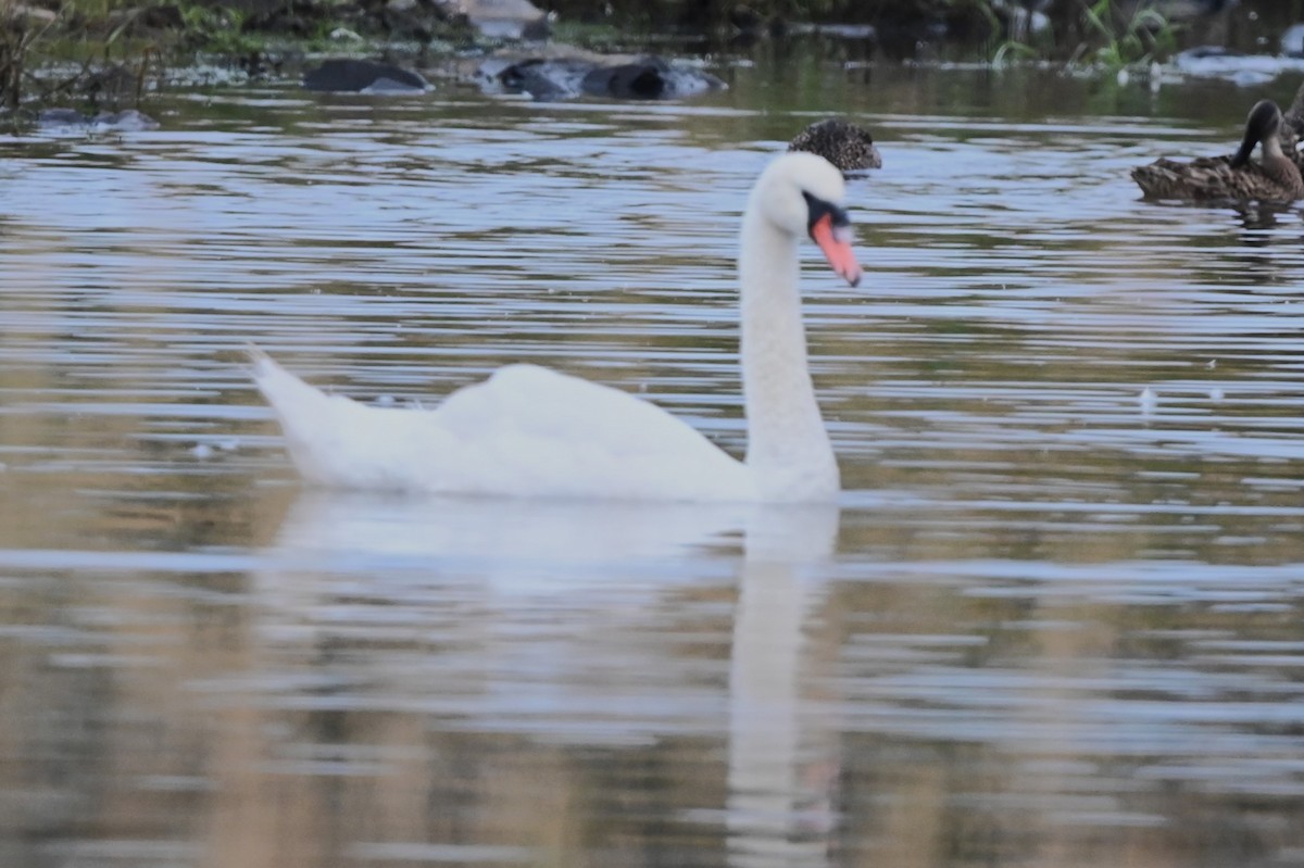 Cygne tuberculé - ML622939313