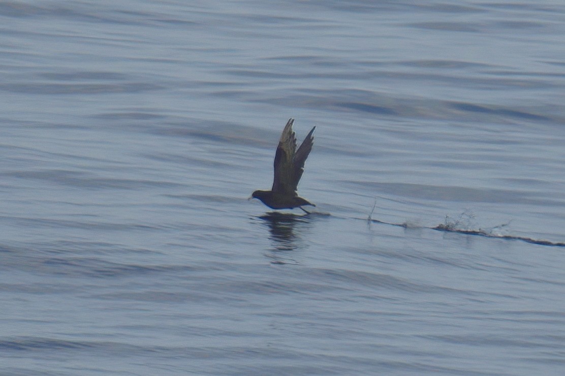 Parkinson's Petrel - Mark Wilson