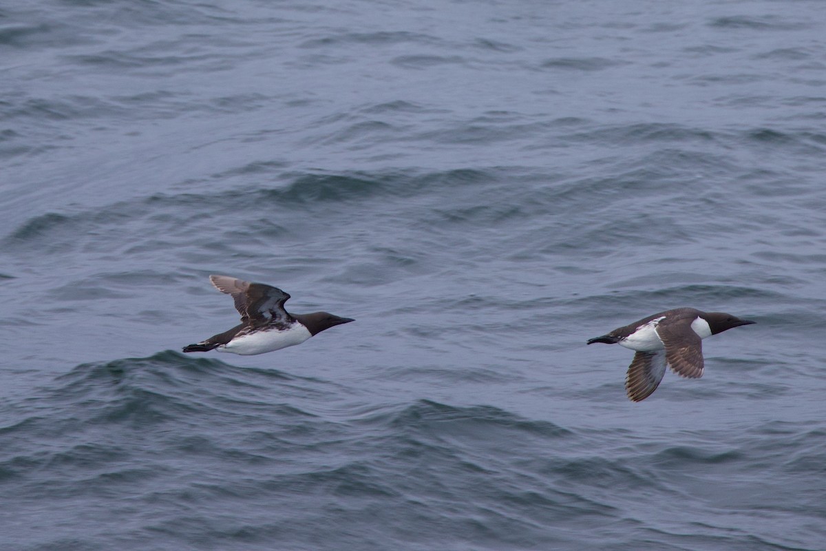 Common Murre - ML622939319