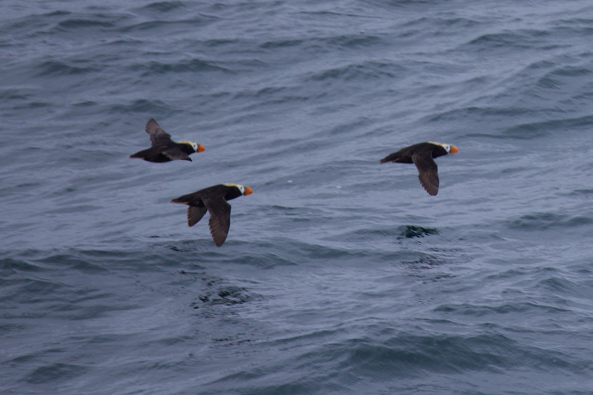 Tufted Puffin - ML622939337