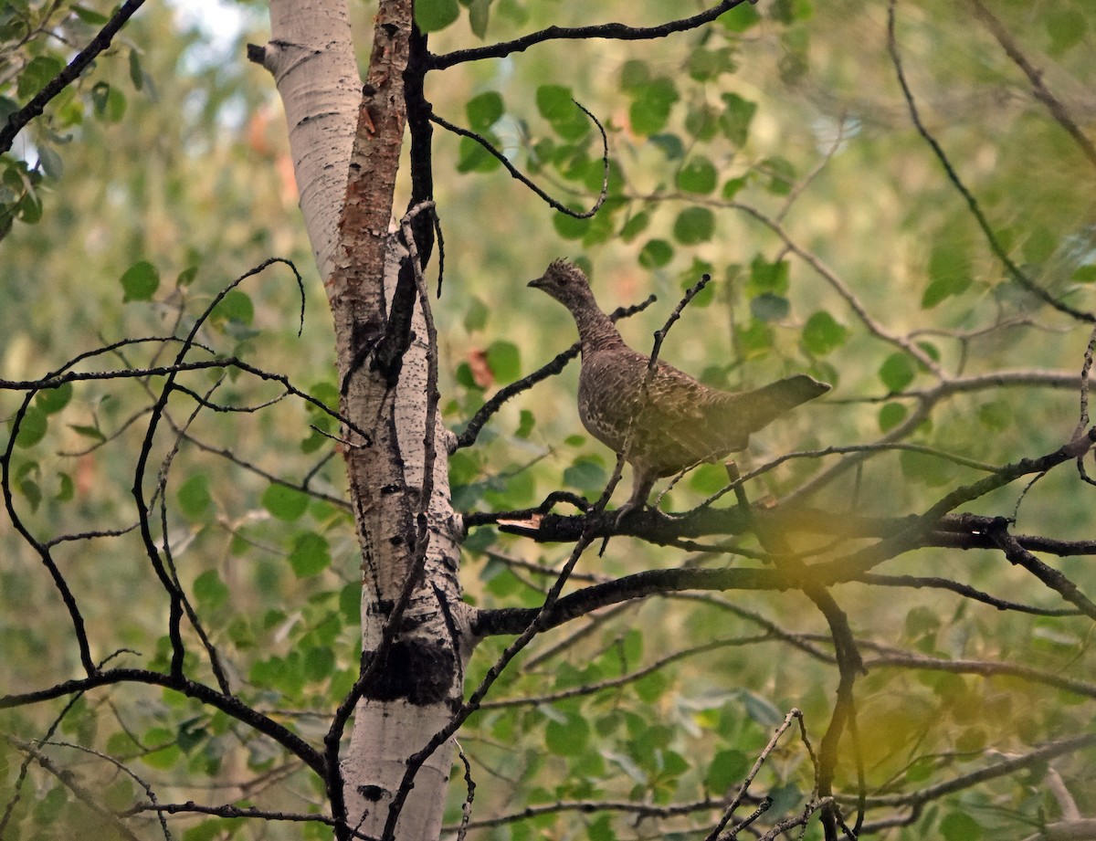 Dusky Grouse - ML622939347