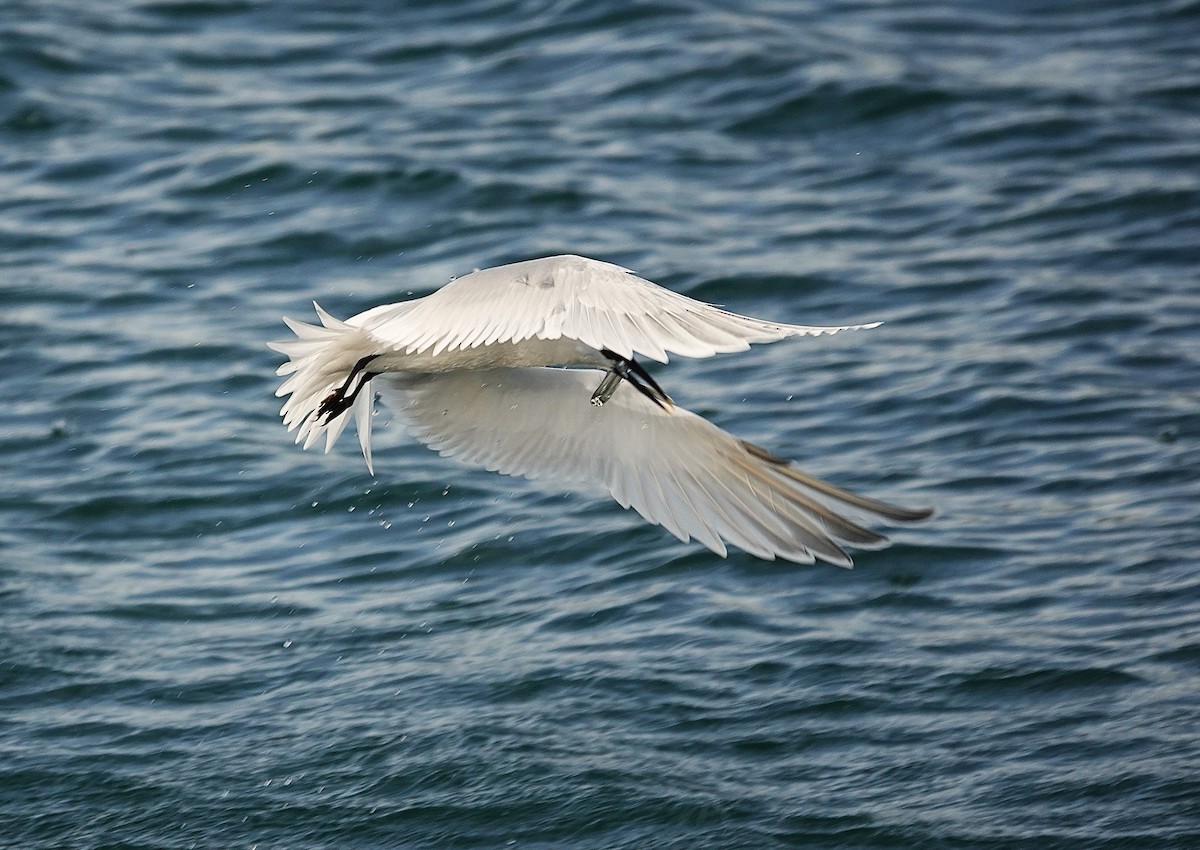 Sandwich Tern - Edurne Ugarte