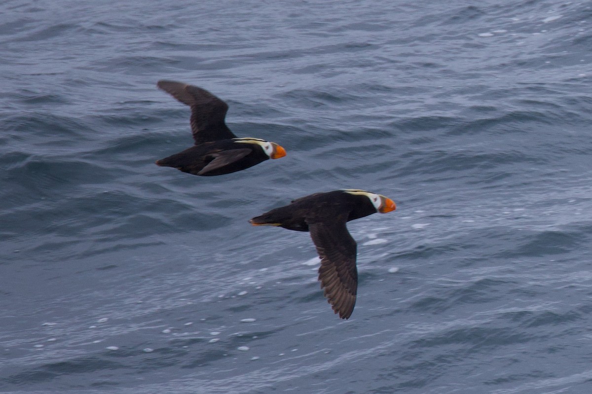 Tufted Puffin - ML622939357