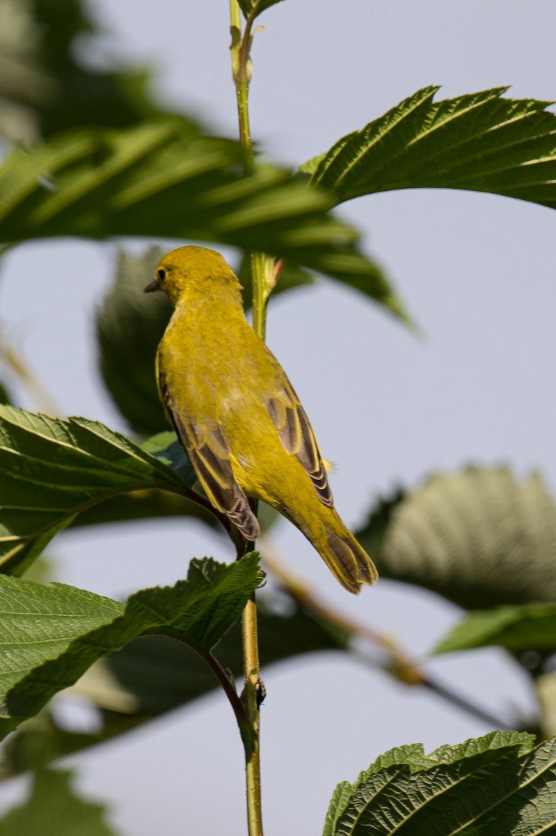 Yellow Warbler - Luc Girard