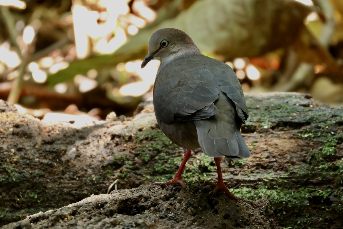 Gray-chested Dove - Jan Cubilla