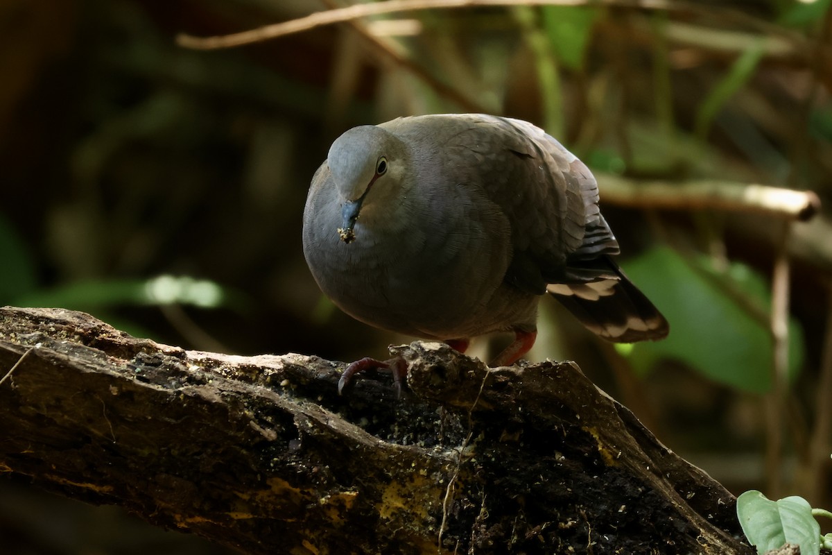 Gray-chested Dove - ML622939399