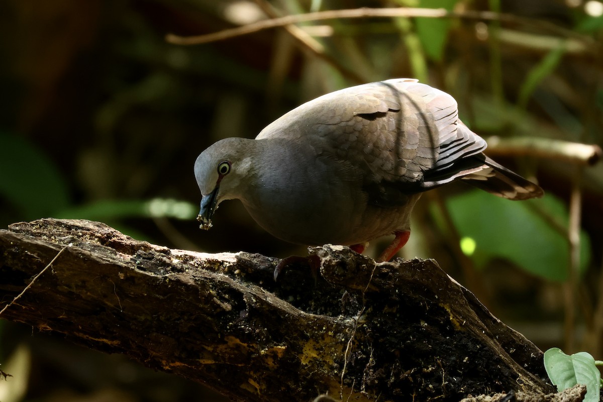 Gray-chested Dove - ML622939402