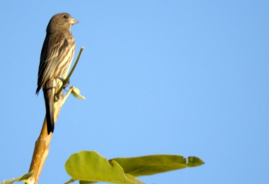 House Finch - ML622939428