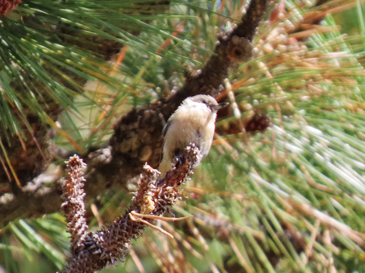 Pygmy Nuthatch - Craig Johnson