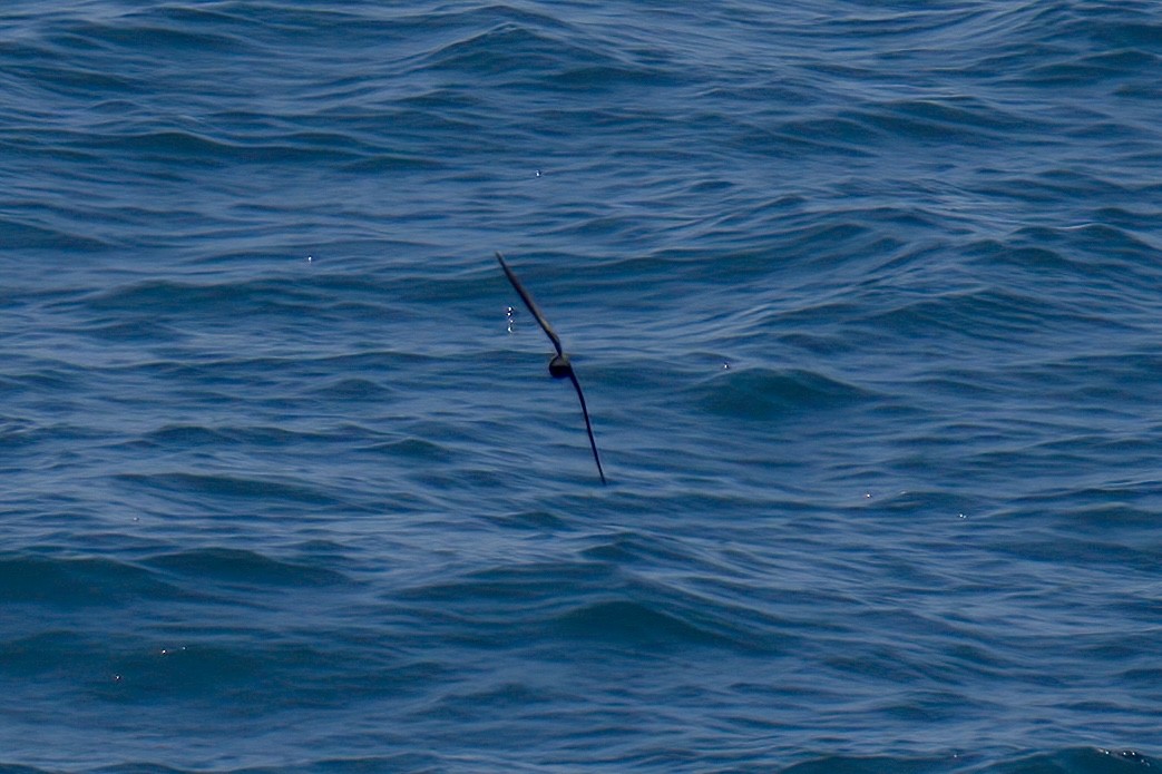 ub. stormsvale (Oceanitidae/Hydrobatidae sp.) - ML622939464