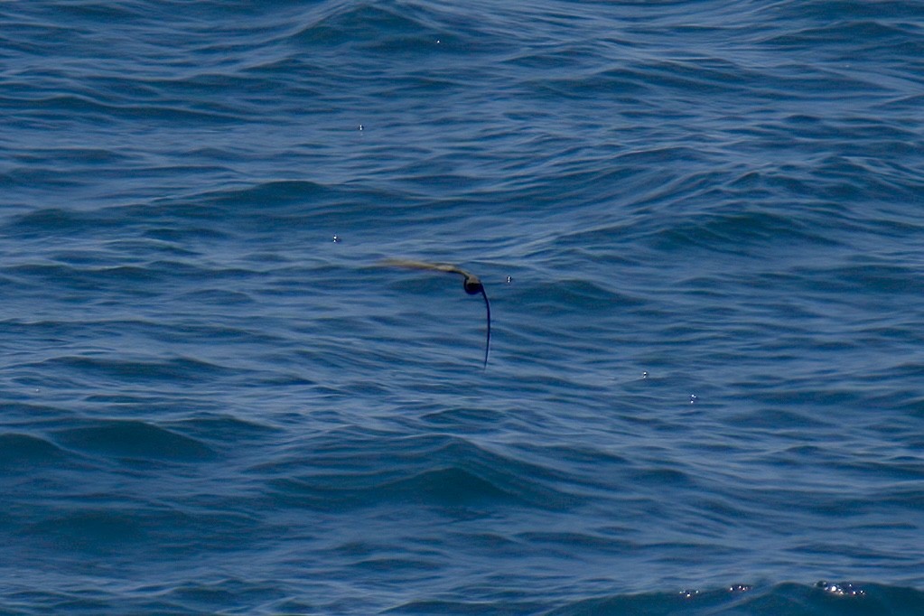 ub. stormsvale (Oceanitidae/Hydrobatidae sp.) - ML622939465