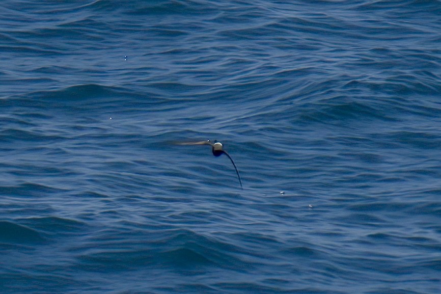 ub. stormsvale (Oceanitidae/Hydrobatidae sp.) - ML622939466