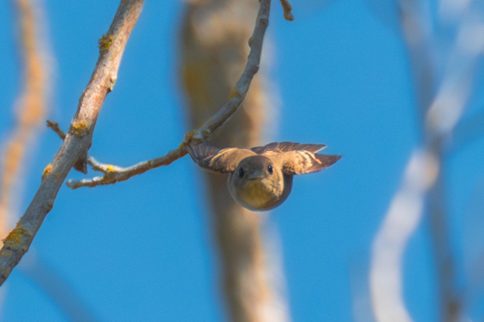 Western Flycatcher (Pacific-slope) - ML622939471