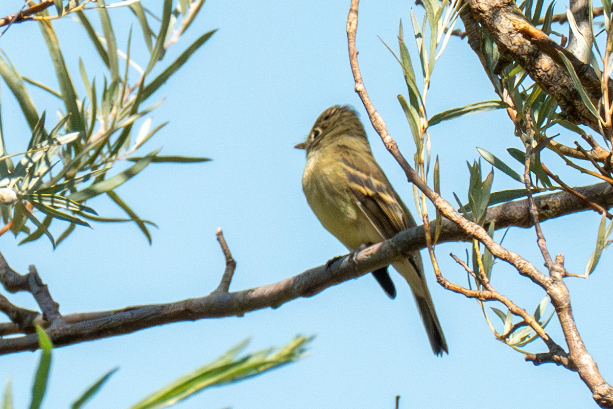 Western Flycatcher (Pacific-slope) - ML622939472