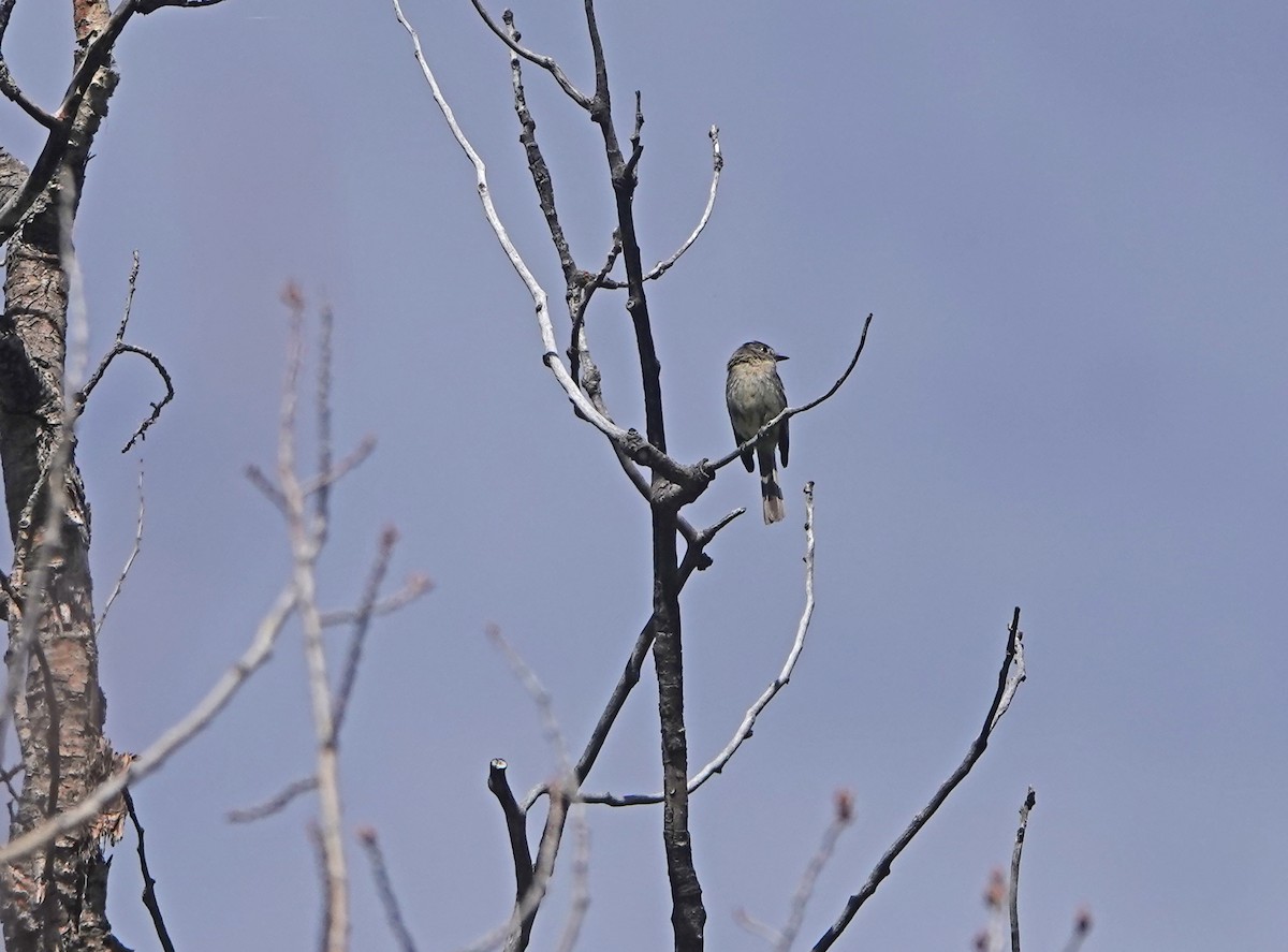 Dusky Flycatcher - ML622939506