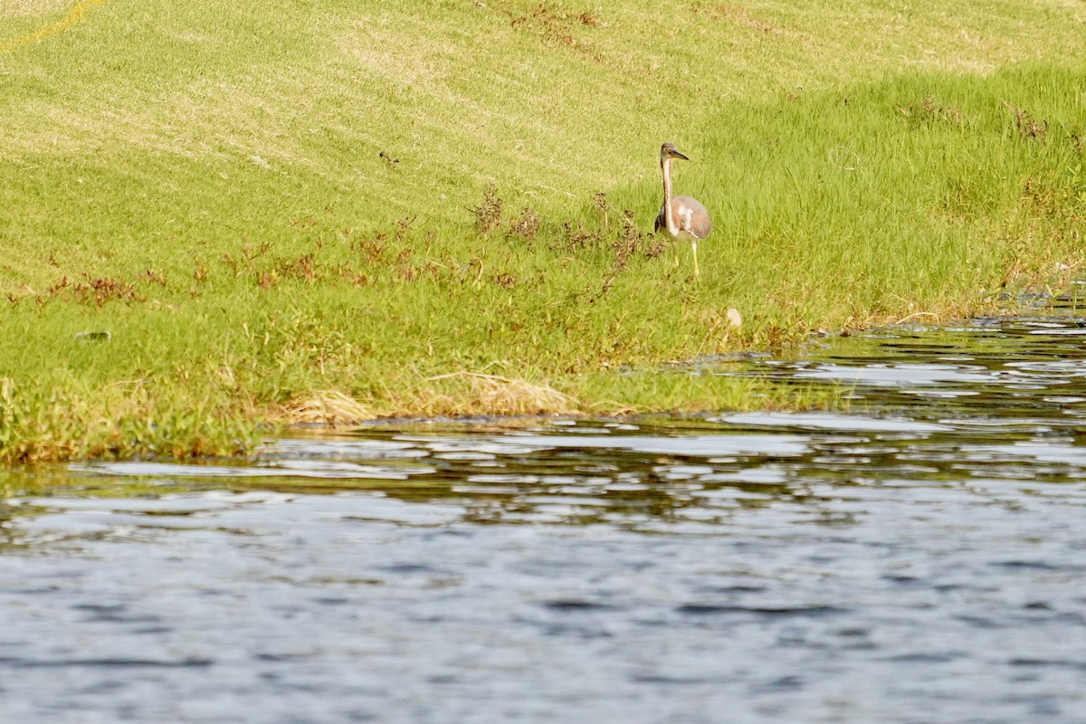Tricolored Heron - ML622939518