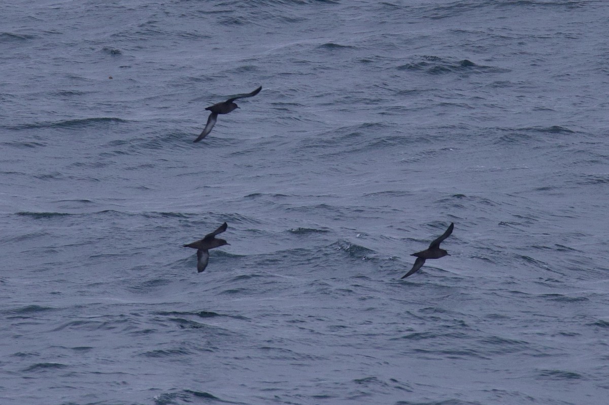 Short-tailed Shearwater - ML622939524