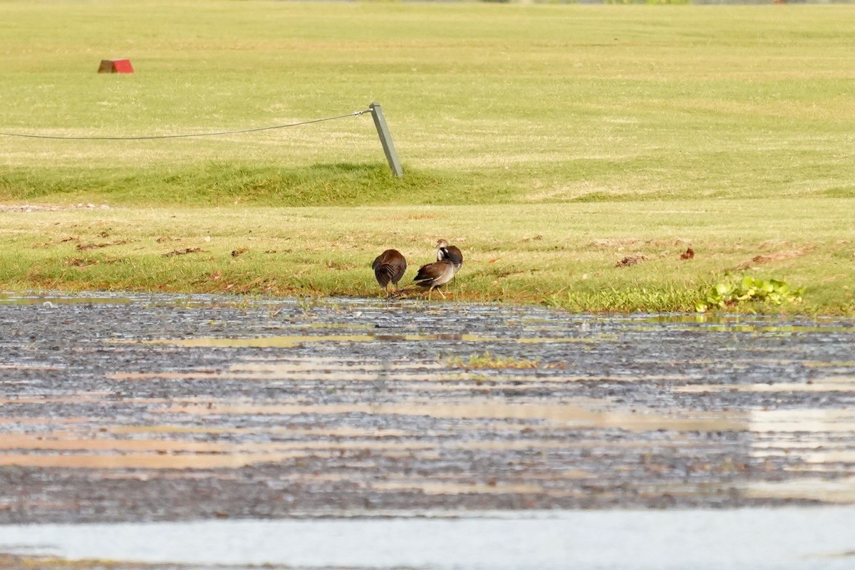 Common Gallinule - ML622939530