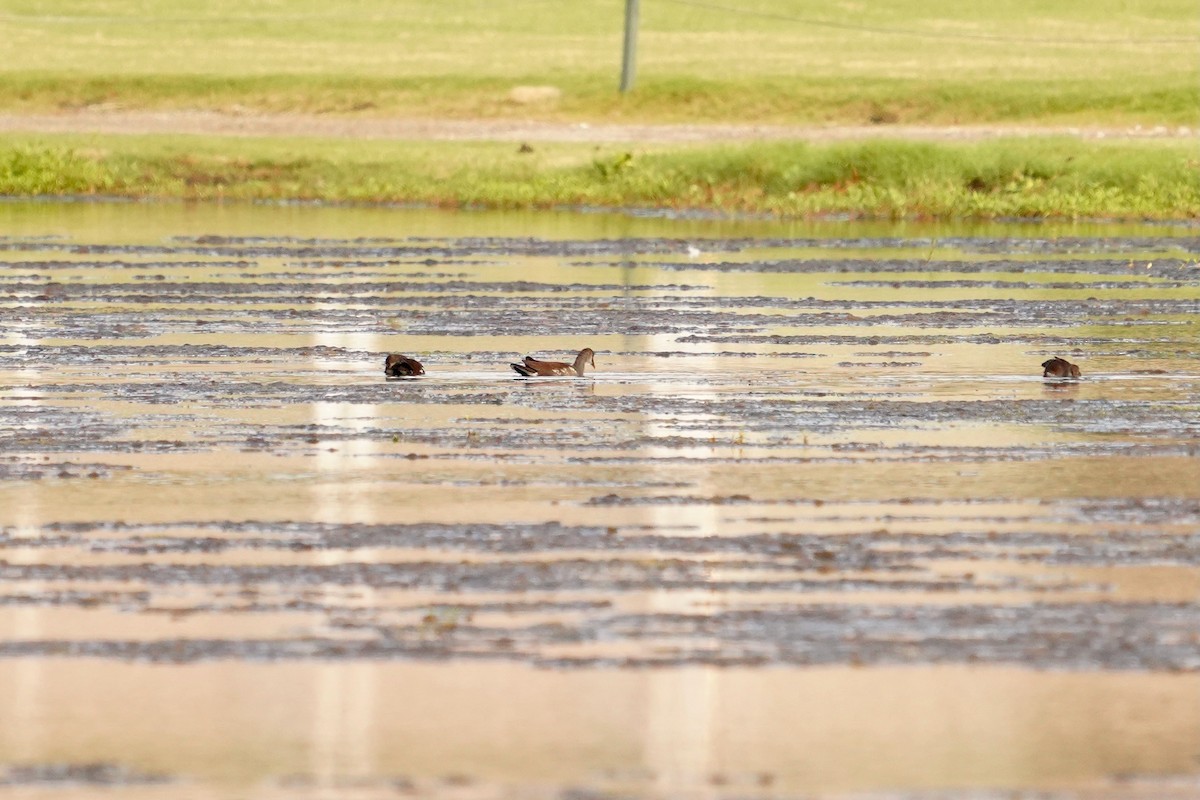 Common Gallinule - ML622939540