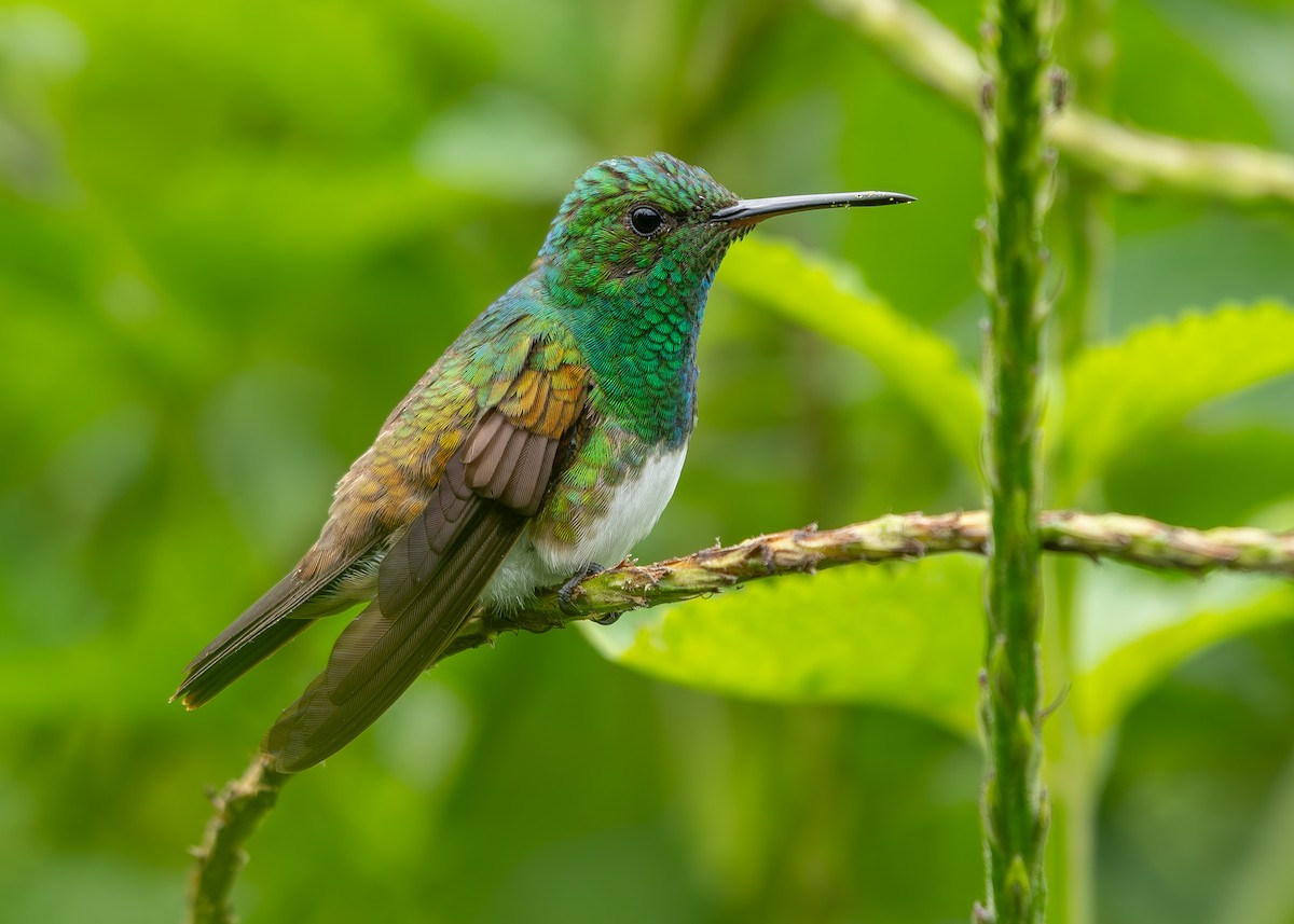 Snowy-bellied Hummingbird - Andres Paniagua