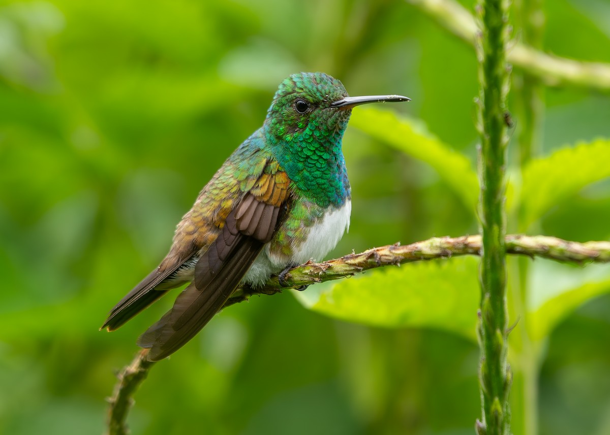 Snowy-bellied Hummingbird - ML622939558