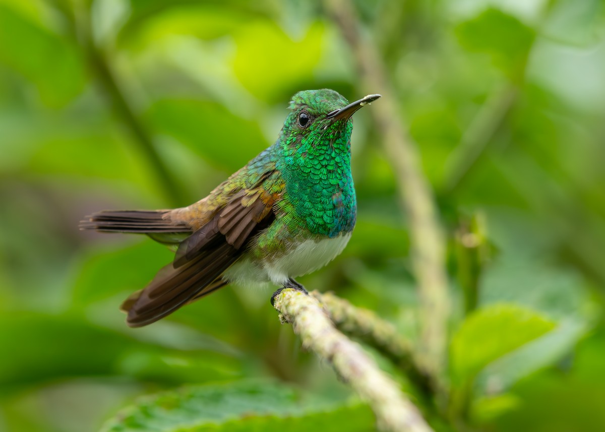 Snowy-bellied Hummingbird - ML622939563