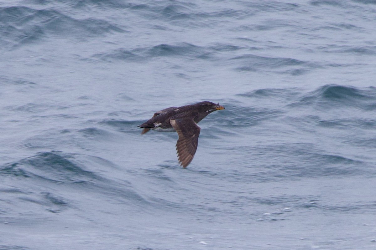 Rhinoceros Auklet - ML622939564