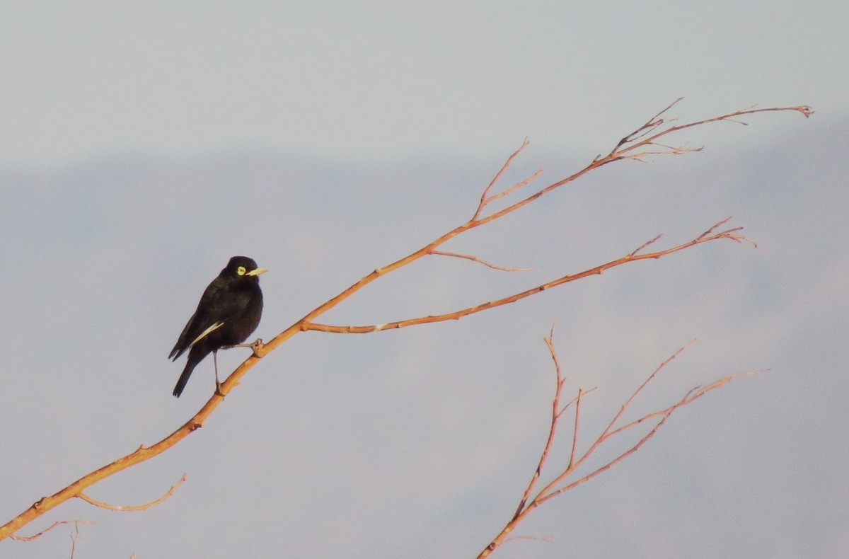 Spectacled Tyrant - Daniel Camacho