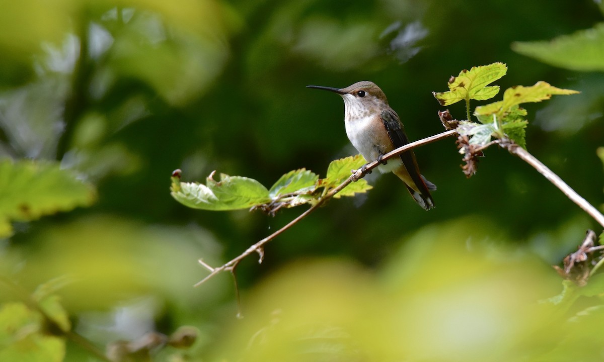 Rufous Hummingbird - ML622939601