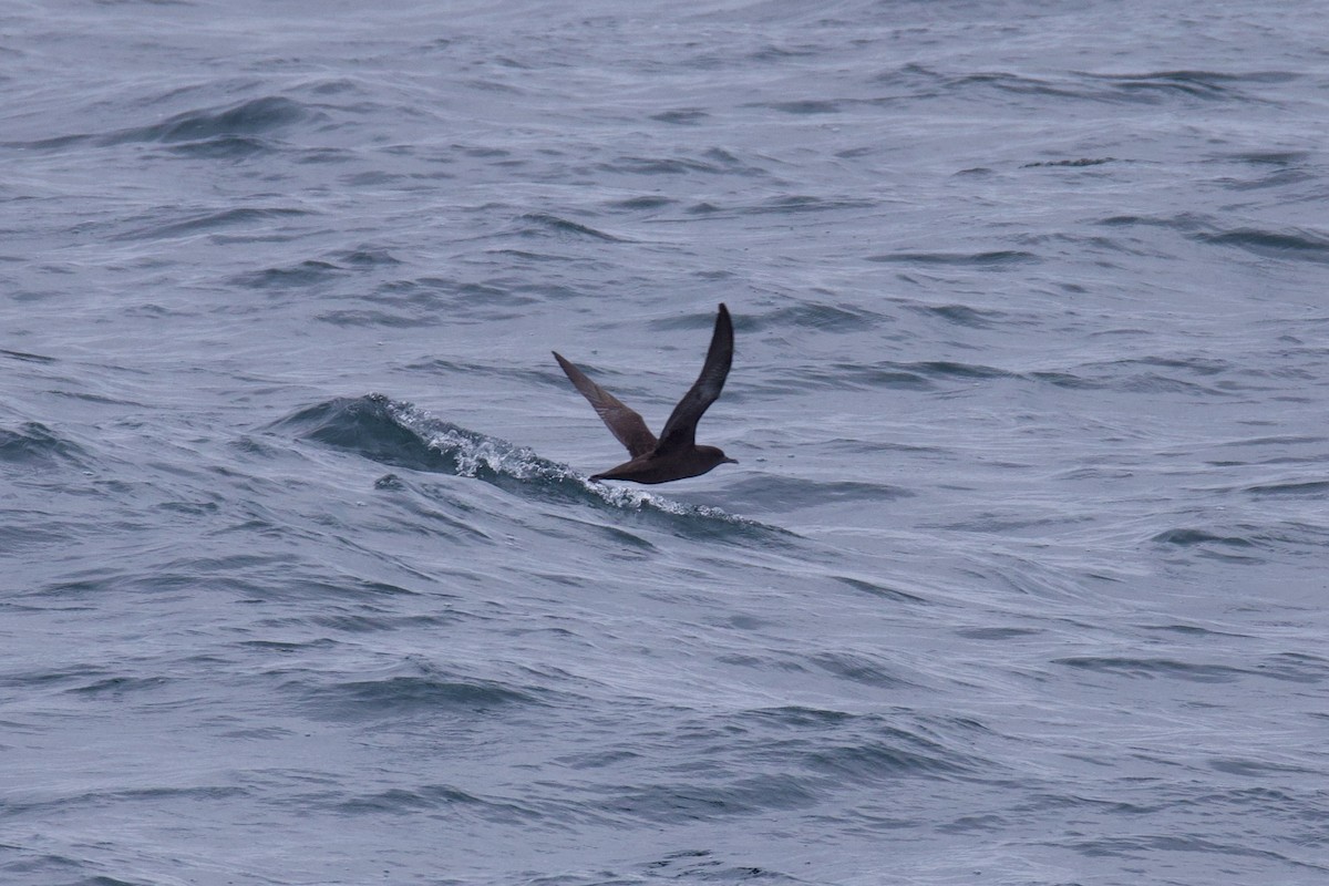 Sooty Shearwater - ML622939605
