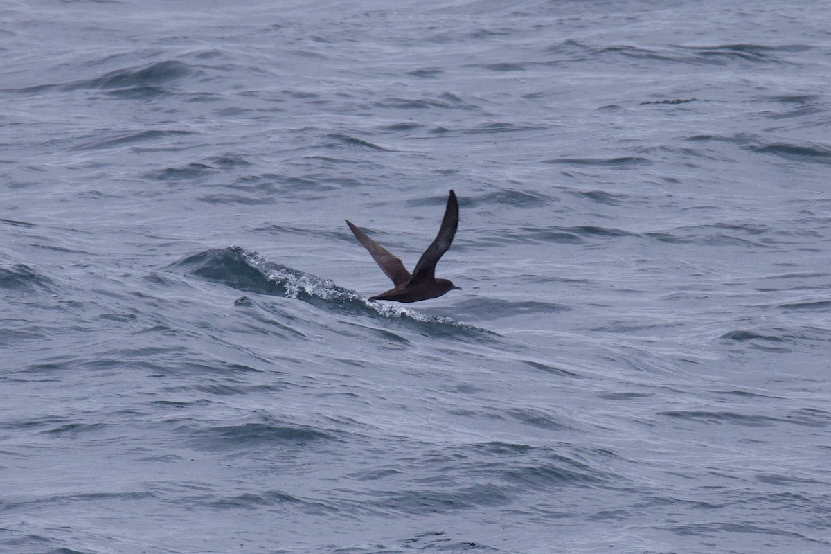 Sooty Shearwater - Michael St John