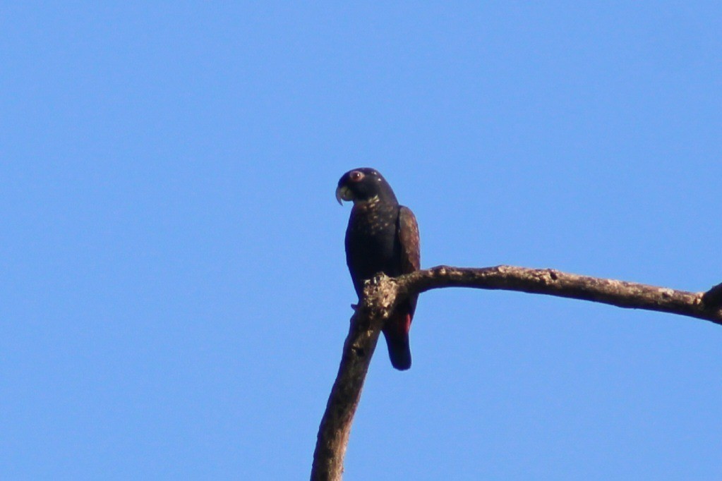 Bronze-winged Parrot - ML622939627