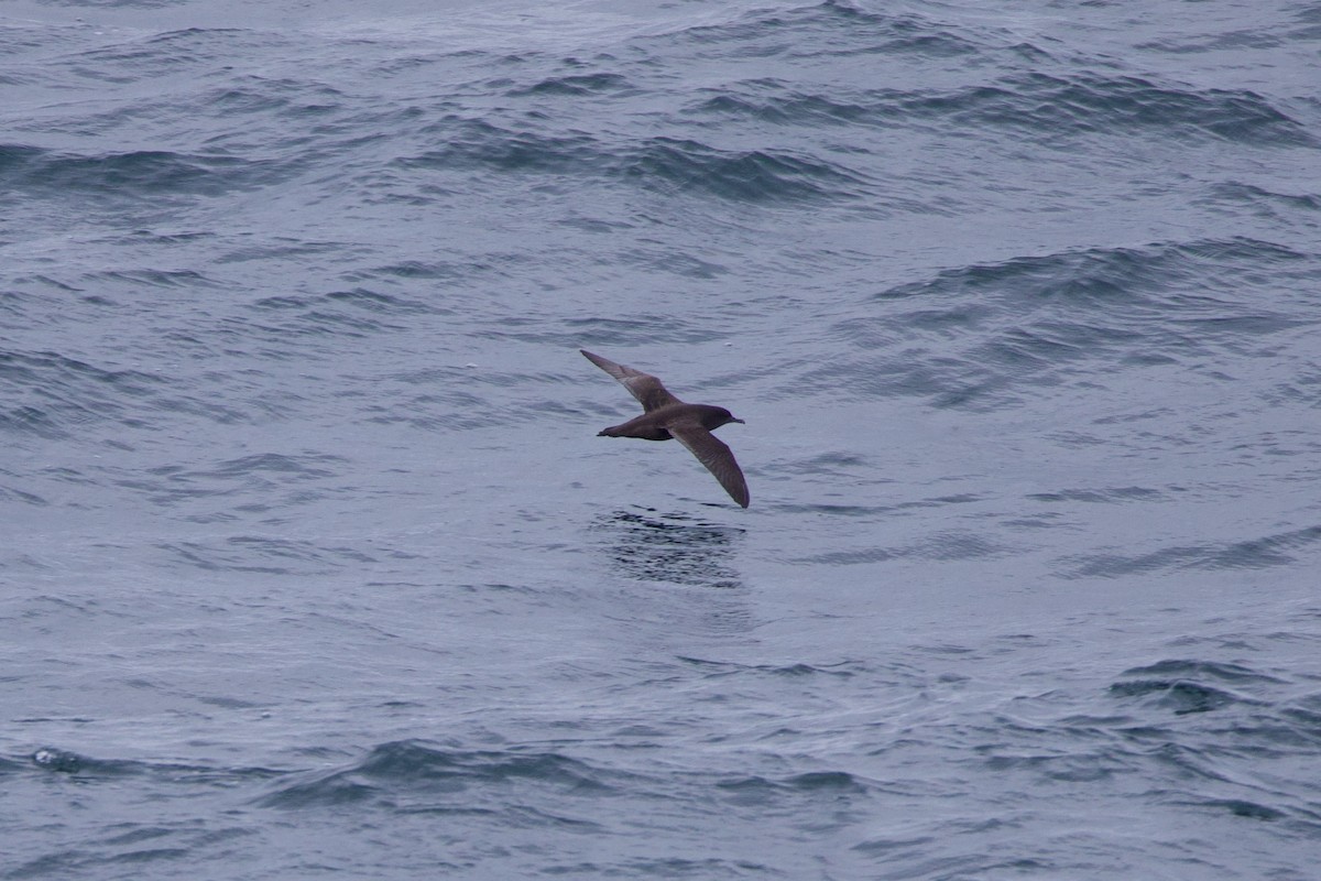 Sooty Shearwater - ML622939632