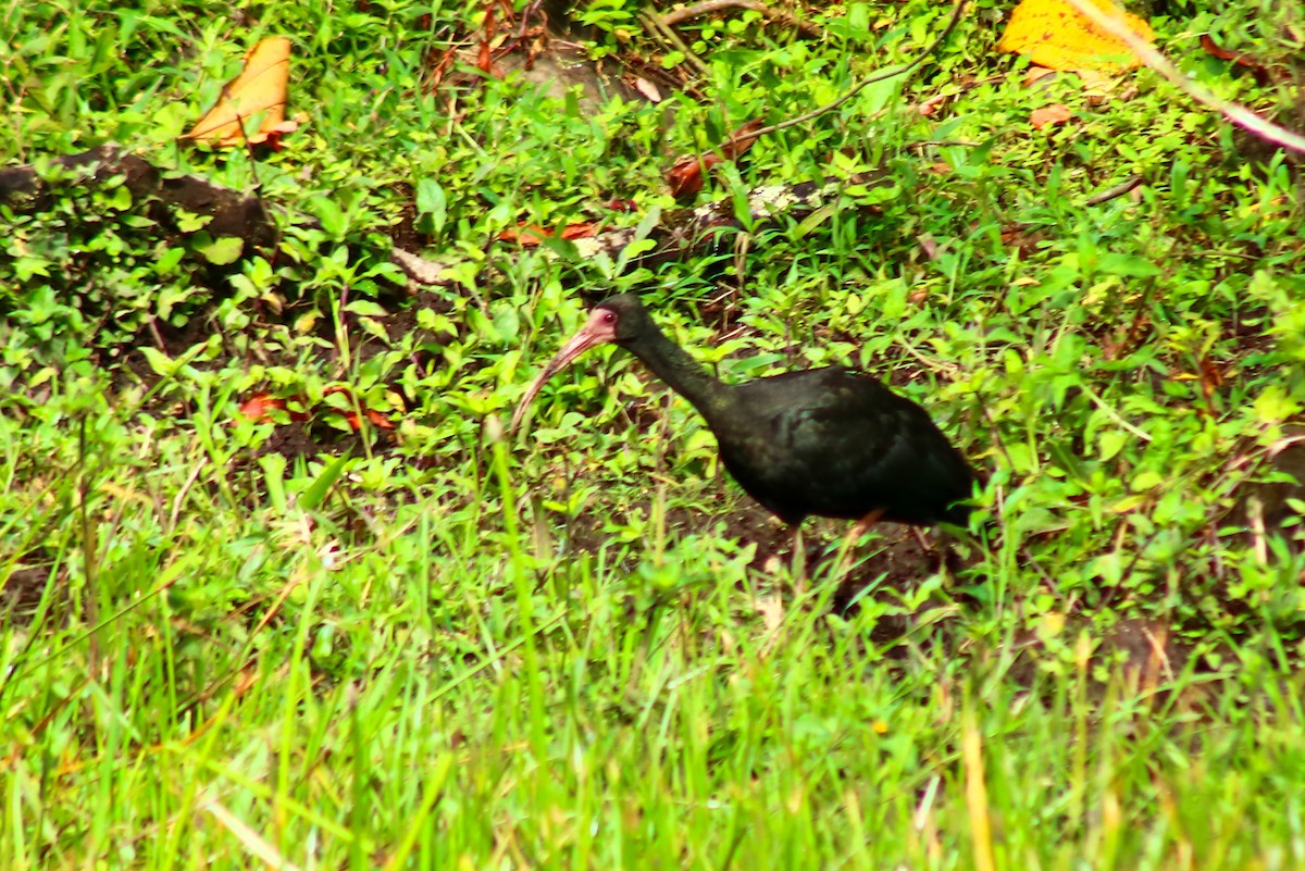 Bare-faced Ibis - ML622939646